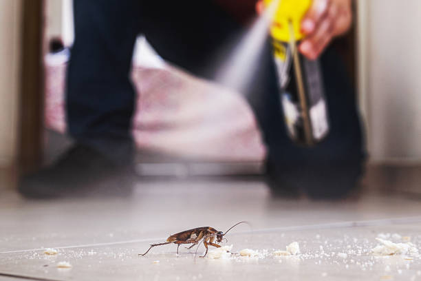 Best Spider Control Near Me  in Albany, GA